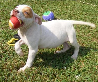 White Red Nose Female with 1 Eye Patch  Gotti line ADBA UKC  SHIPPING INCLUDED